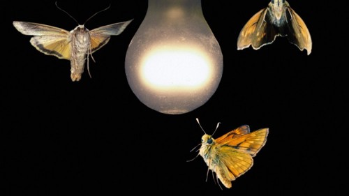 چرا حشرات به سمت نور جذب می شوند؟